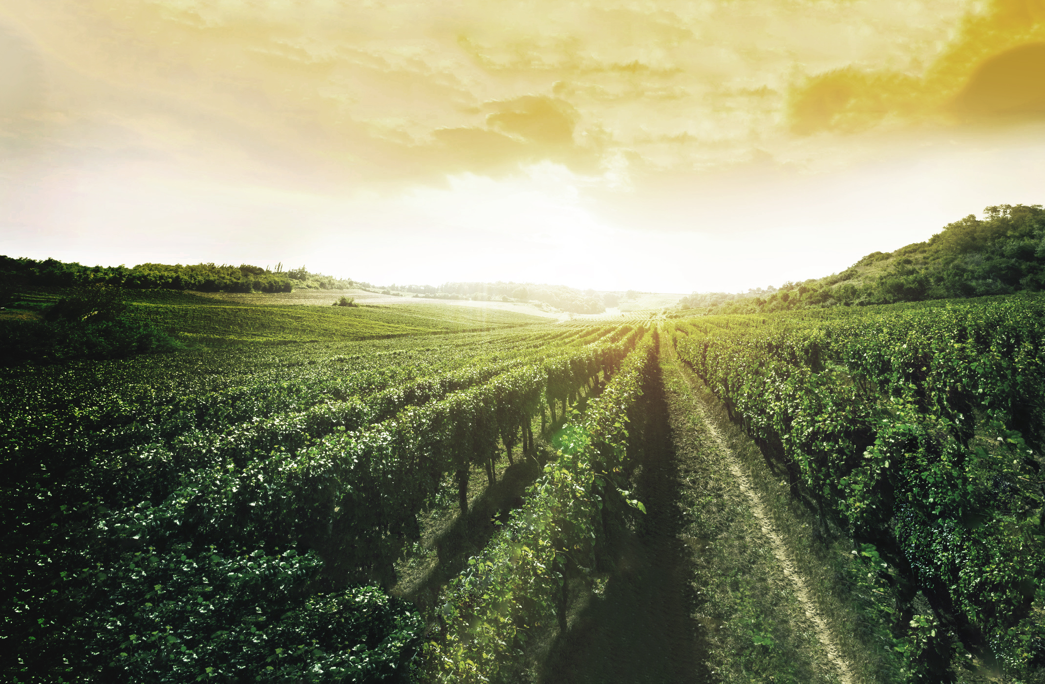 New World Wines Slider